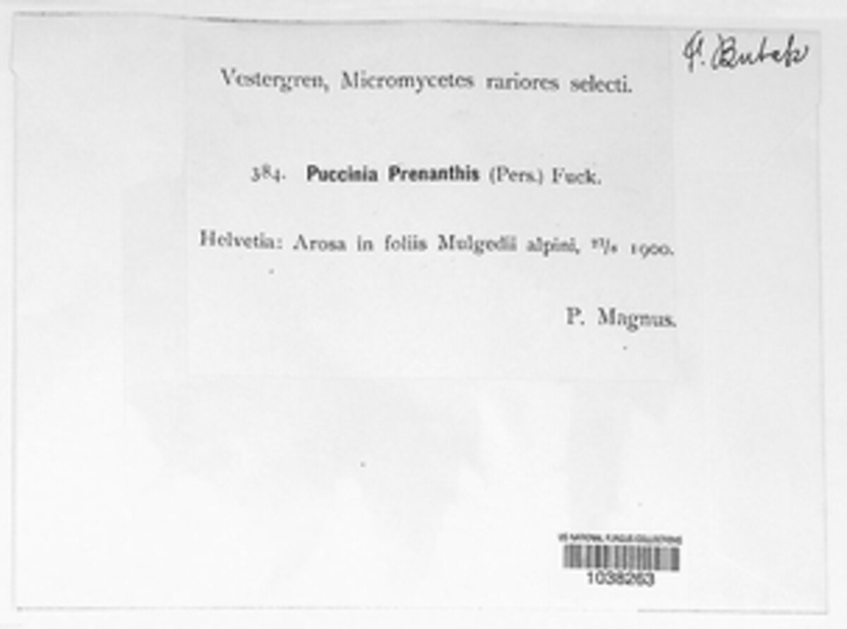 Puccinia maculosa image